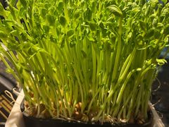 -捞王锅物料理(金城路店)