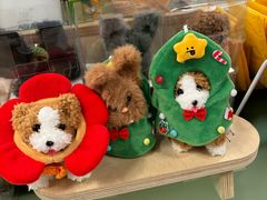 -帕帕拉兹宠物(亚洲旗舰店)