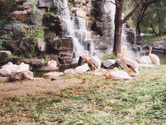 -北京野生动物园