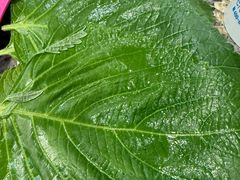 -原始时代石锅烤肉(安定店)