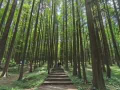 -武陵山森林公园
