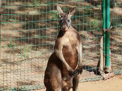 -石家庄市动物园