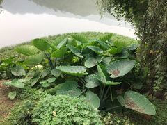 -后柳水乡