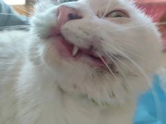 -康旭宠物医院(郑州总院)