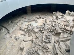 -自贡恐龙博物馆