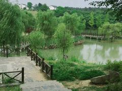 -大塘金香草谷
