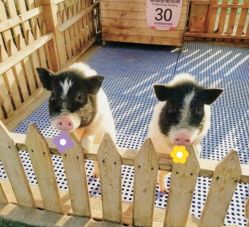 -萌宠亲子动物乐园(槐房万达店)