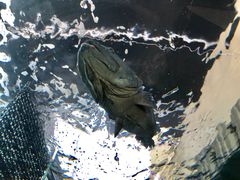 -悉尼海洋生物水族馆