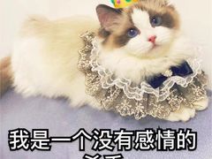 -欣宠猫屋·矮脚拿破仑·蓝金金渐层