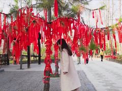 -合肥滨湖国家森林公园