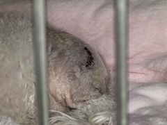 -爱妮康宠物医院·干细胞免疫细胞·肿瘤·心脏(张江店)