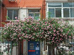 -北京大学燕东园