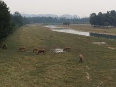 -北京麋鹿生态实验中心