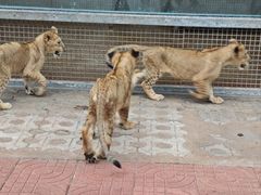 -西霞口神雕山野生动物世界