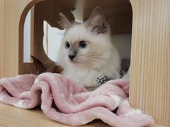 -lincat·猫舍(广州店)