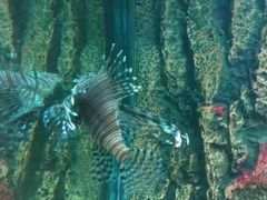 -北戴河圣蓝海洋公园