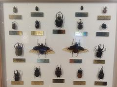 -上海昆虫博物馆
