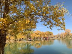 -金塔沙漠胡杨林景区