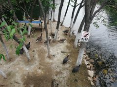 -长白岛森林公园