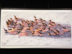 -罗红摄影艺术馆