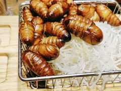 -鸽子窝(青塔店)