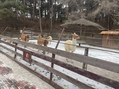 -沈阳森林动物园