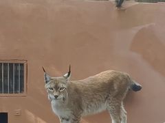 -青藏高原野生动物园