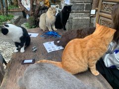 -喵屿·大理花园猫咖