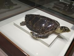 -青岛贝壳博物馆
