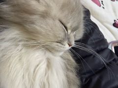 -欣宠猫屋·矮脚拿破仑·蓝金金渐层