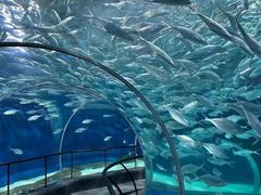 -上海海洋水族馆
