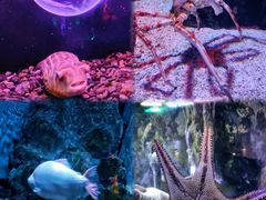 -正佳极地海洋世界