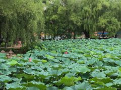 -长春市南湖公园