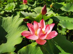 -莲花池公园