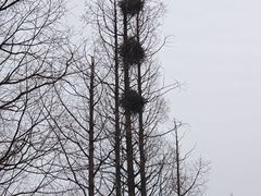 -洋湖国家湿地公园