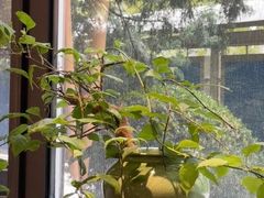 -王府茶楼茶宴·创意菜(朝阳公园店)