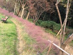 -昆山城市生态森林公园