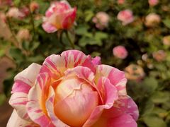 -人民公园(罗湖区)