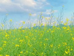 -光明小镇欢乐田园