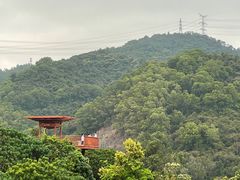 -银湖山郊野公园-相思林