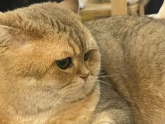 -柴迷FANS CLUB·柴犬狗咖·猫咖
