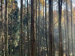 -山王坪喀斯特国家生态公园