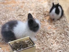 -龟与熊猫宠物公园(南坪店)