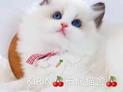 -70cat德文卷毛猫·缅因猫纯种猫舍