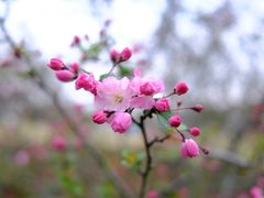 -顾村公园