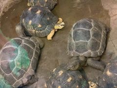 -上海大自然野生昆虫馆(东方明珠·爬宠昆虫探索中心)