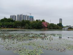 -映月湖公园