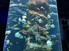 -芜湖新华联大白鲸海洋公园