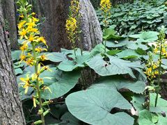 -洛阳白云山景区