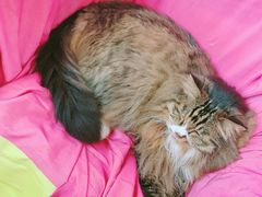 -Anne猫窝咖啡屋